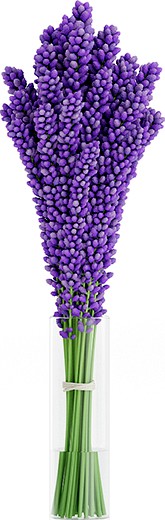 Violet Lupine in Glass Vase