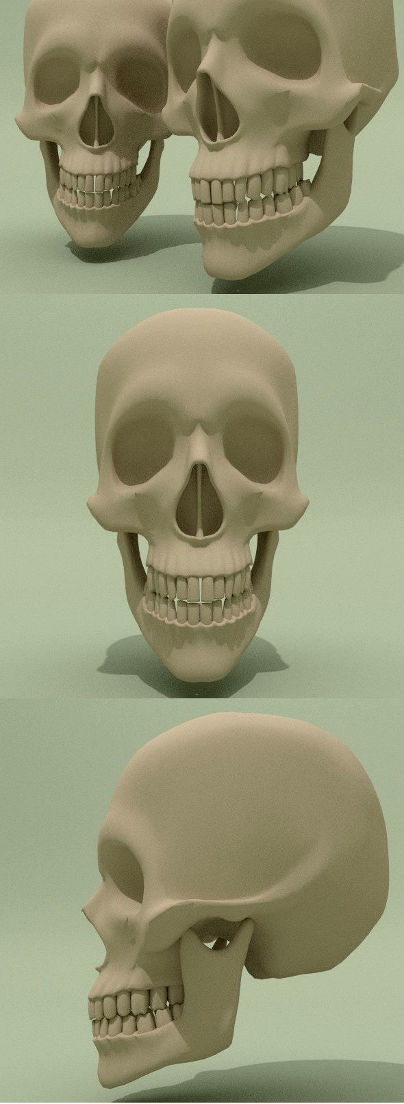 Skull