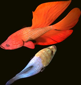 Fighting Fish