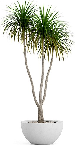 Potted Palm Tree