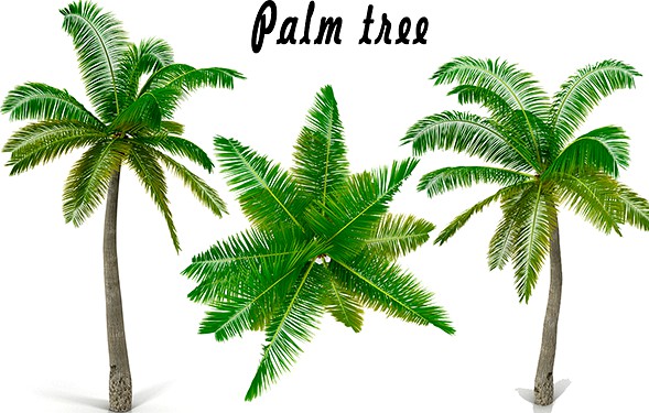 Palm