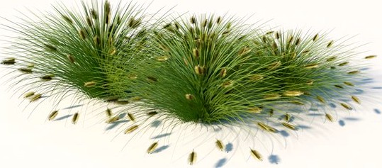 Lowest Poly- Fountain Grass