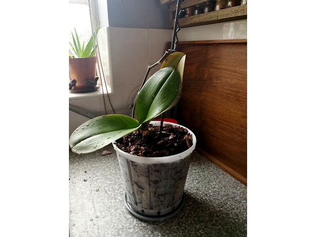 17cm pot for Orchid by tsh2