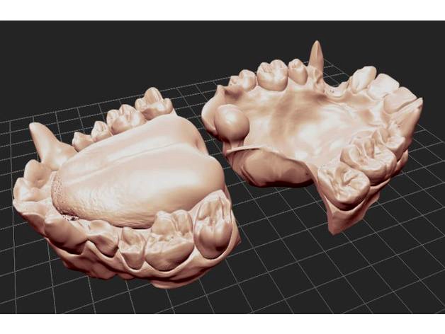 Gorilla Teeth and inside of mouth by Kewlava