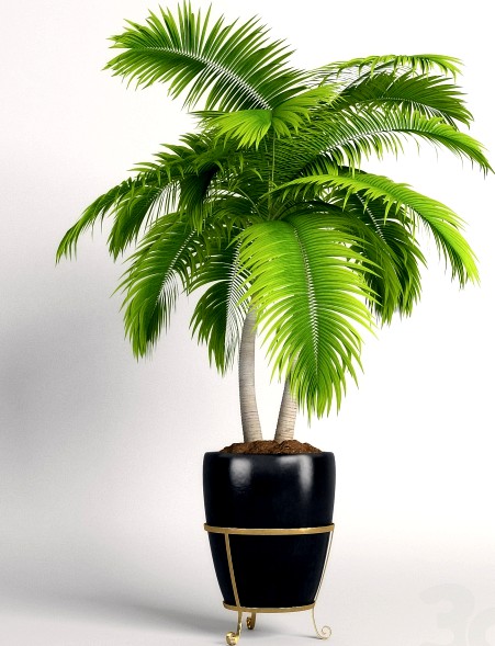 Double palm trees in a pot