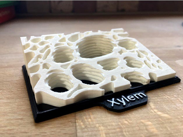 Plant Xylem Structure Model with frame by Mwm100
