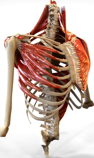 Human Upper skeletal and Connecting Muscles3d model