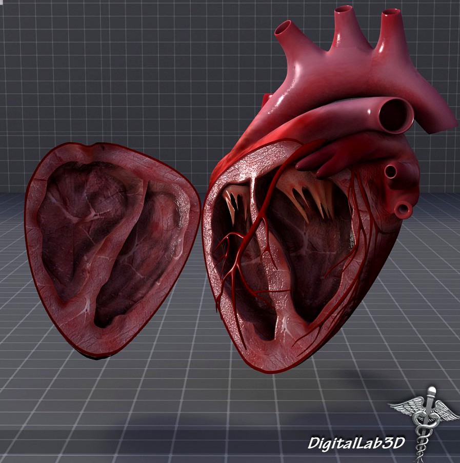 Human Heart Half3d model