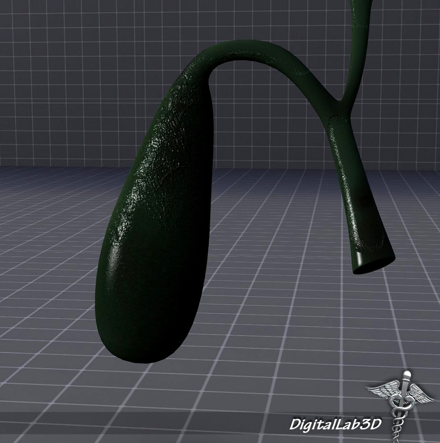 Gall Bladder3d model