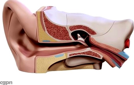 ear3d model