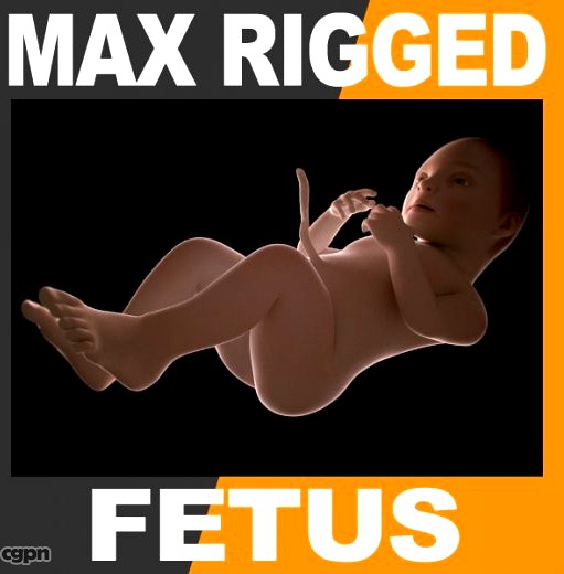 Human Fetus 41 Weeks 3ds Max Rigged3d model