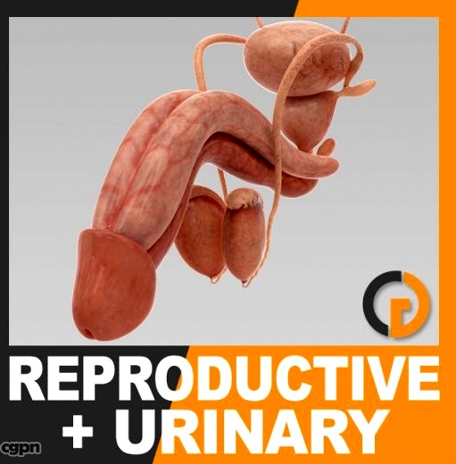 Human Urinary and Reproductive System - Anatomy3d model