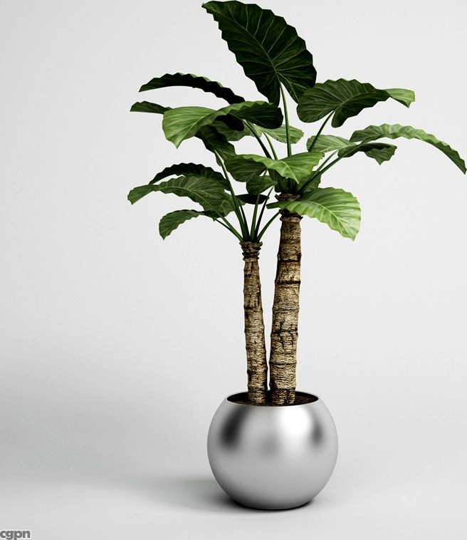 Potted Houseplant CGAXIS plant 153d model