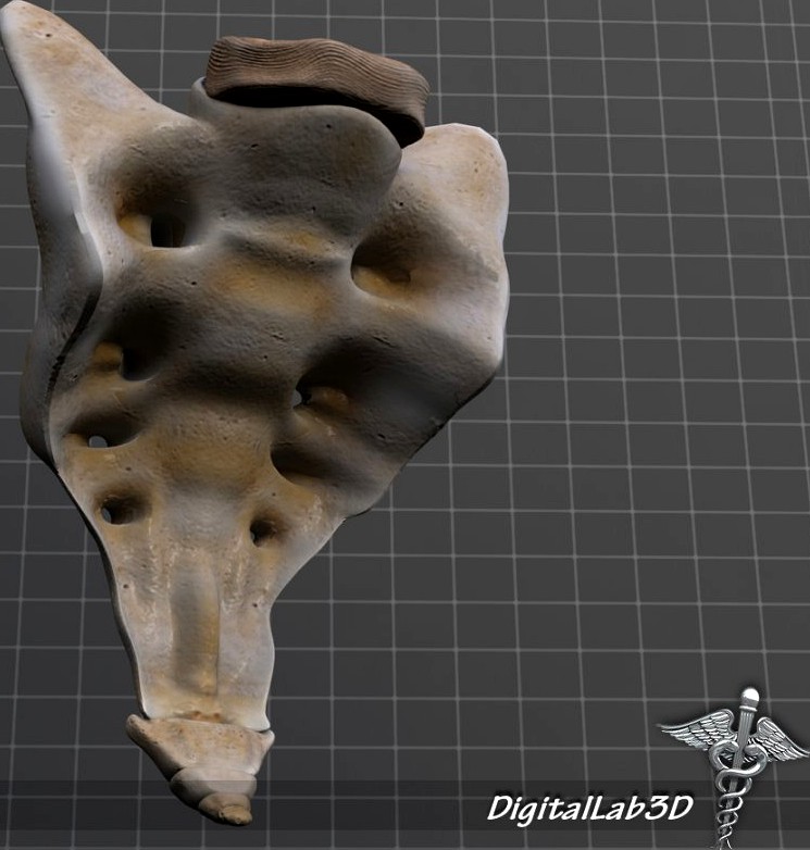 Human Sacrum Vertebrae3d model
