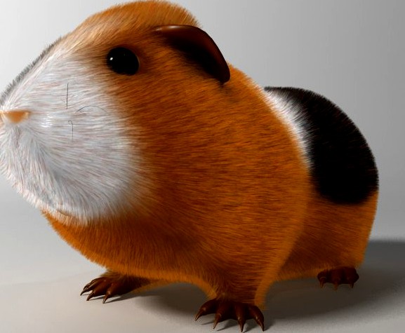 Guinea pig Cavia porcellus Rigged 3D Model