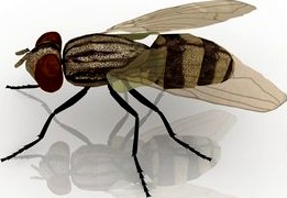 Fly 3D Model