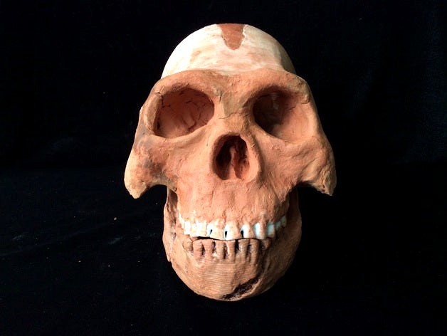 Homo Naledi Complete Skull Reconstruction by dricketts