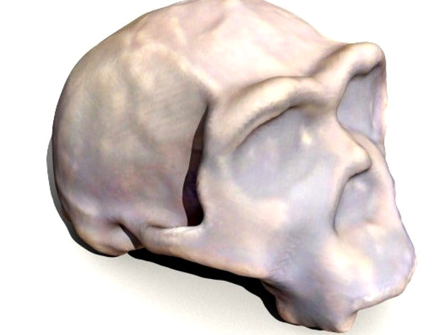 Homo ergaster skull by sjpiper145