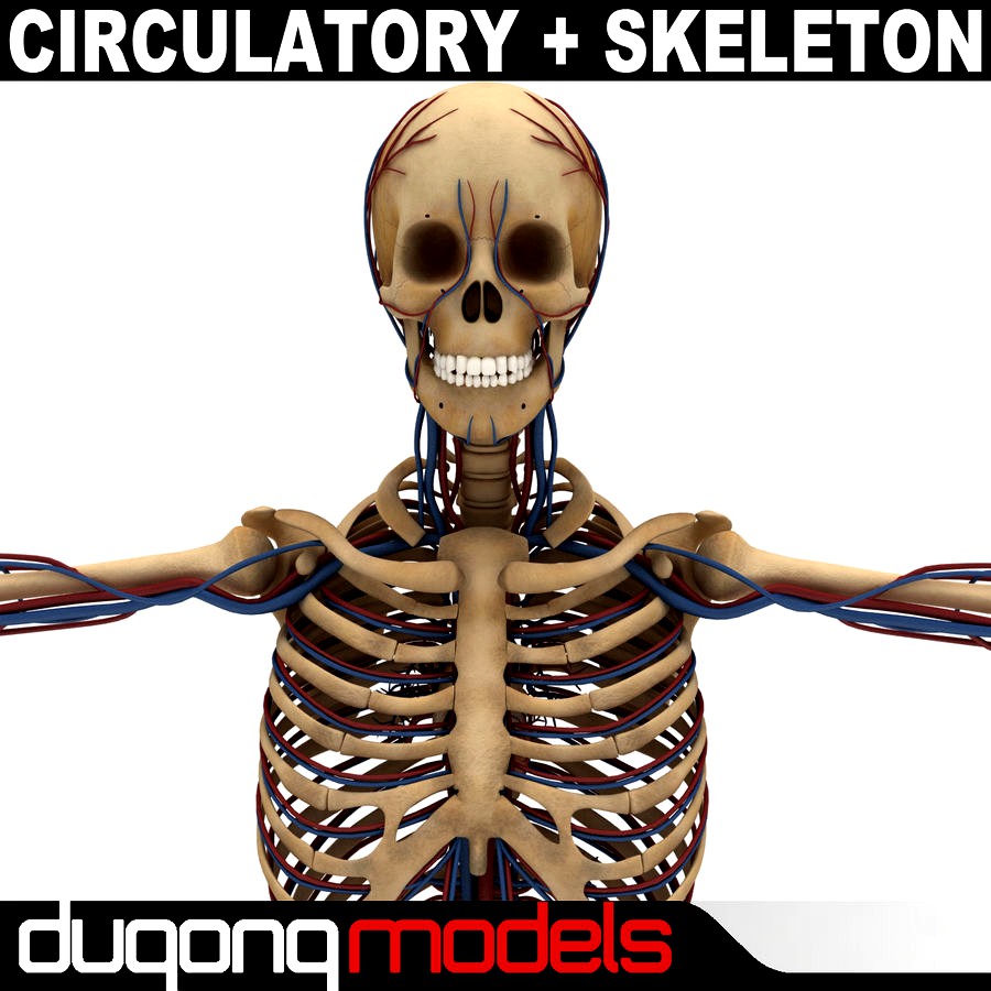 Human Circulatory & Skeleton System