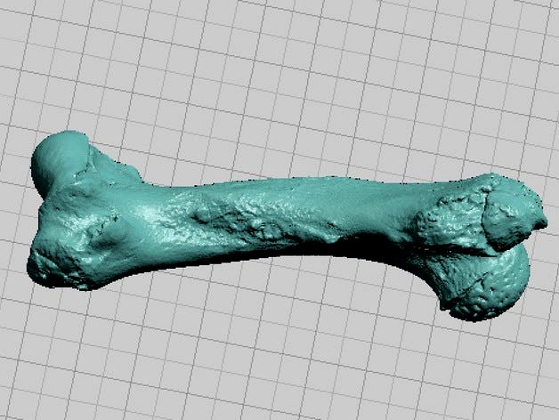 Manatee Humerus Bone - High Resolution Scan by dricketts