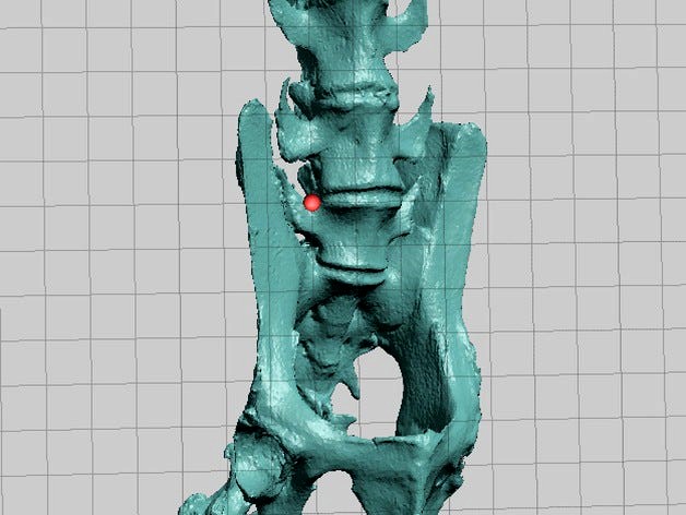 New World Monkey Skeletal Scan, Pelvis and Vertebrae by dricketts