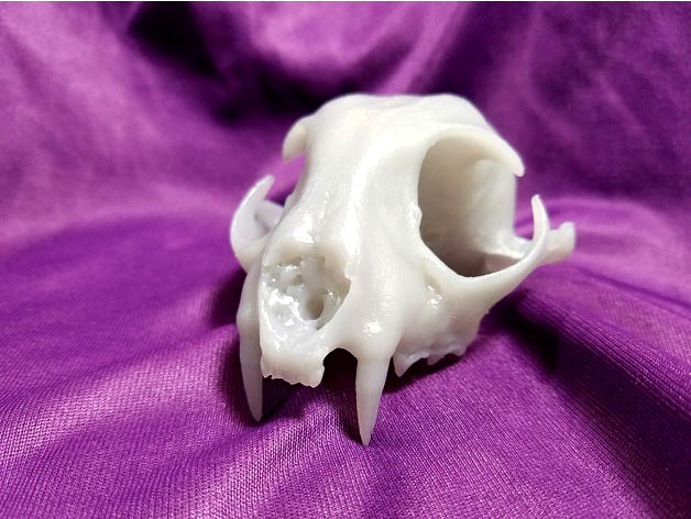 Real Bobcat Original Skull Scan, NextEngine by dricketts