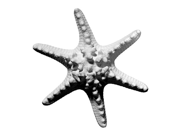 3D scan of a horned sea star by oliverlaric