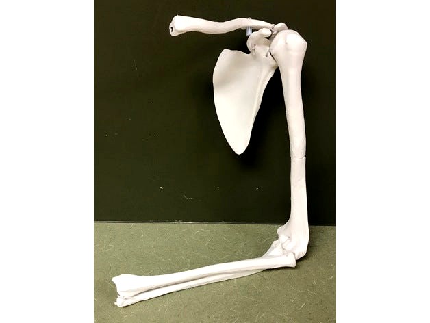 Upper Limb Bones (Left) by HandOT