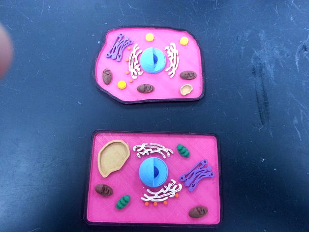 Animal and Plant Cell Construction Kit by mfritz