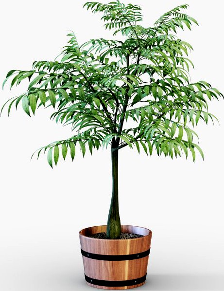 Houseplant 3D Model