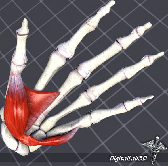 Human Hand Bone and Muscle Structure 3D Model