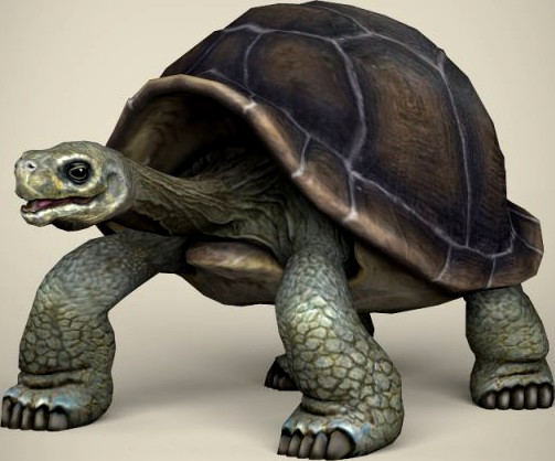 Low Poly Realistic Tortoise 3D Model