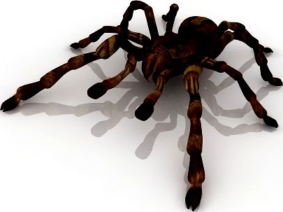 Tarantula spider 3D Model