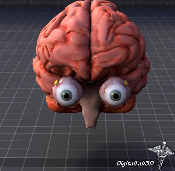 Eye and Brain 3D Model