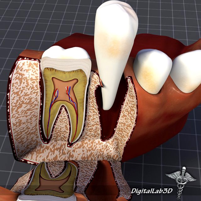 Teeth and Gums Anatomy 3D Model