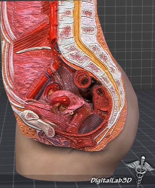 Female Pelvis 3D Model