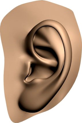 Human ear 3D Model