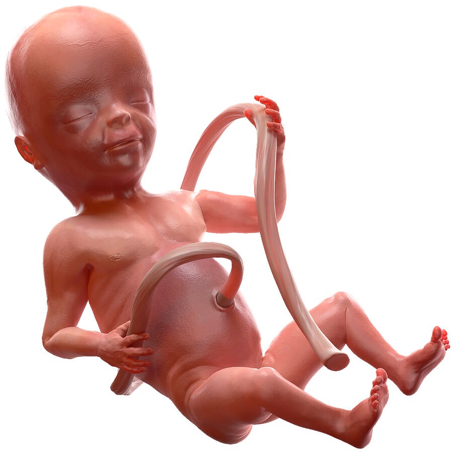 Human Fetus at 20 Weeks Rigged