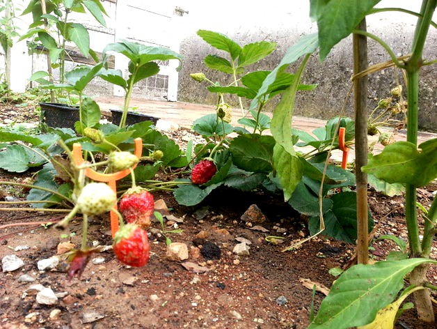 Strawberry holder by Veuch