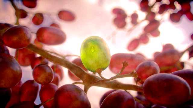 Realistic Grapes 3D Model