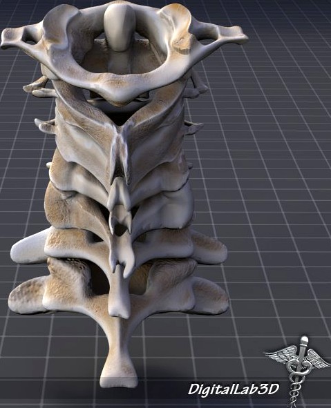 Human Cervical Vertebrae 3D Model