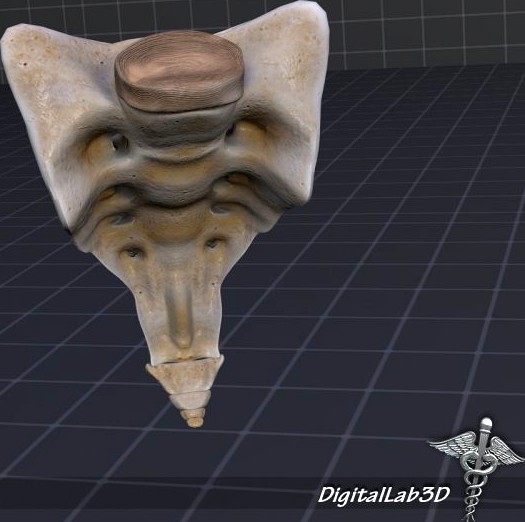 Human Sacrum Vertebrae 3D Model