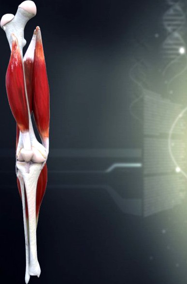 Human Knee Joint Antomy 3D Model