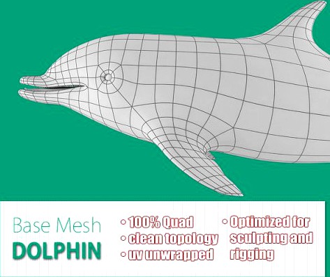Dolphin Base Mesh 3D Model