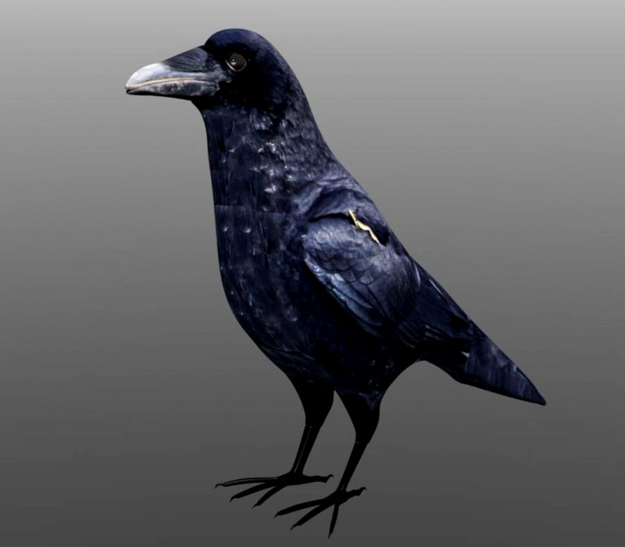 Crow (FBX & XLO format)