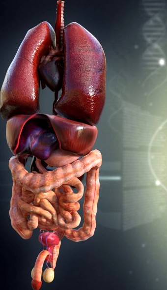 Human Male Internal Organs 3D Model