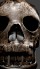 Download free Skull 3D Model