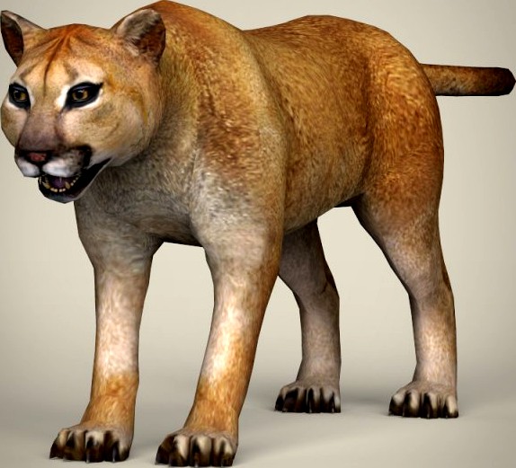 Low Poly Realistic Mountain Lion 3D Model