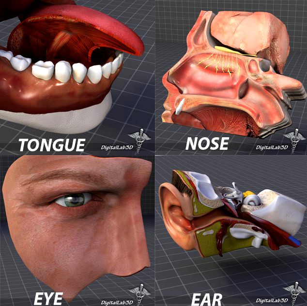 Human Four Senses Collection 3D Model