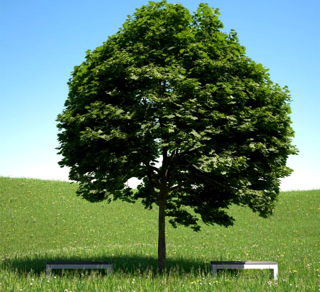 Acer platanoides 201SU 3D Model